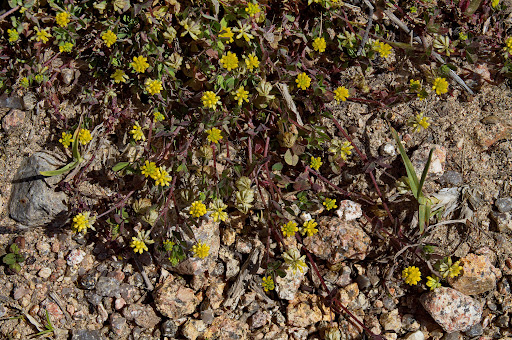 Trifolium dubium