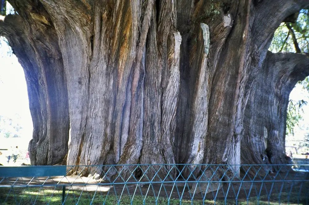 Árbol del Tule, a árvore com o maior tronco do planeta