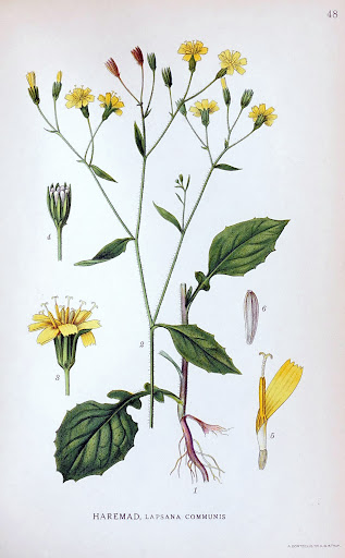 Lapsana communis