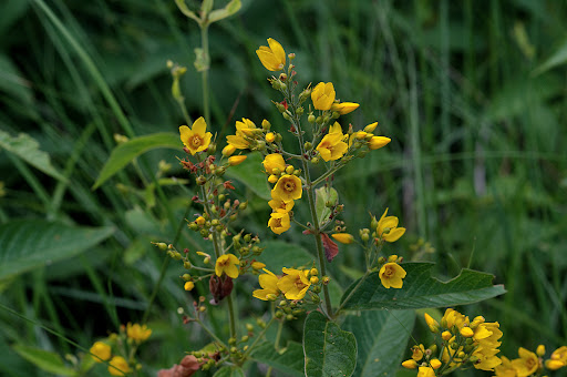 Lysimachia vulgaris