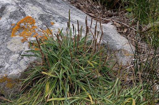 Plantago maritima