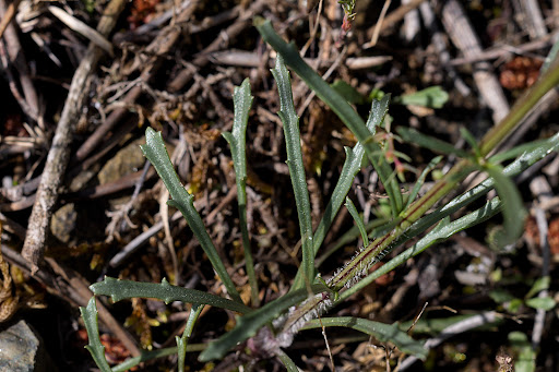 Leucanthemum gallaecicum