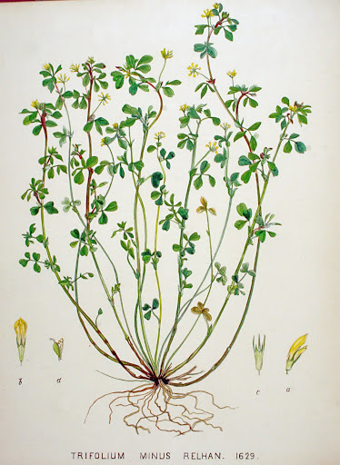 Trifolium dubium