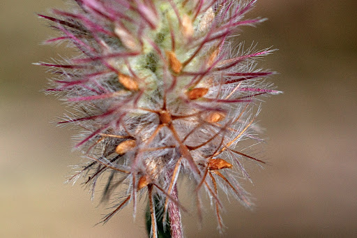 Trifolium arvense