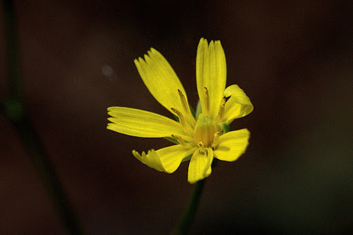 Lapsana communis