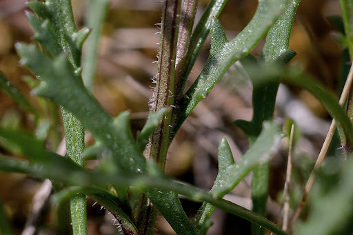 Leucanthemum gallaecicum