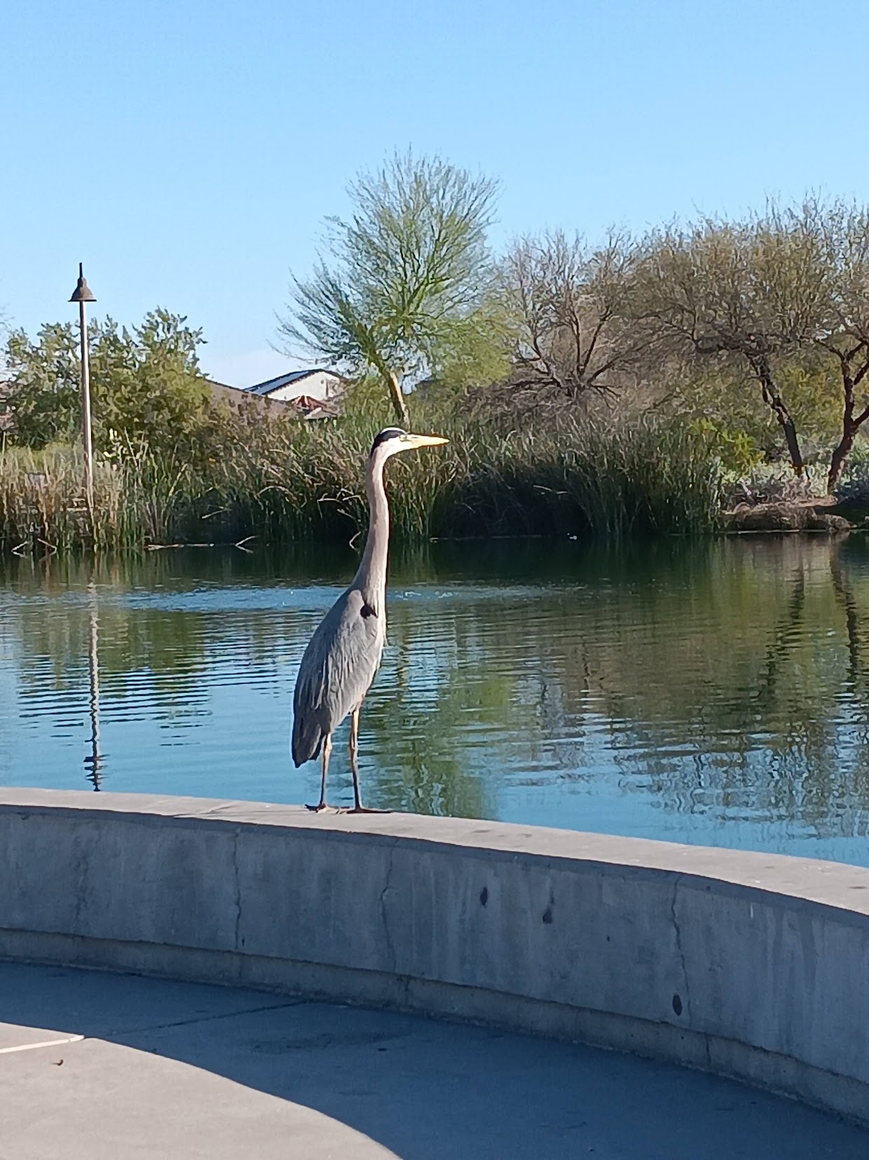 Great Blue Heron at Verterans Memorial Park