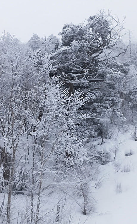 Южная Корея, горнолыжка Yongpyong