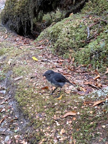 Milford Track South Island Robin