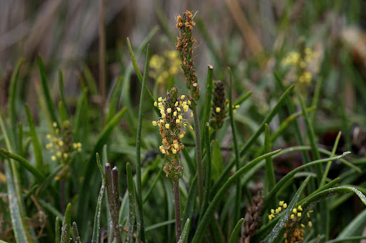 Plantago maritima