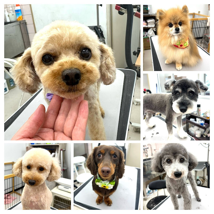 8月1日にトリミングに来てくれたワンちゃんたち