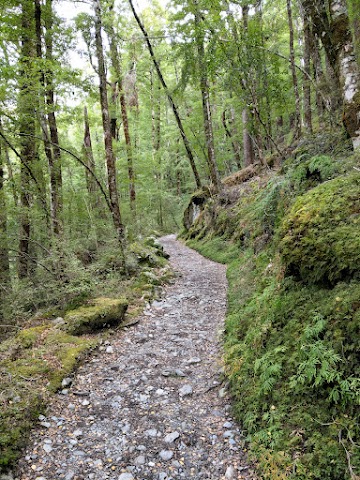 Routeburn Track beech forest
