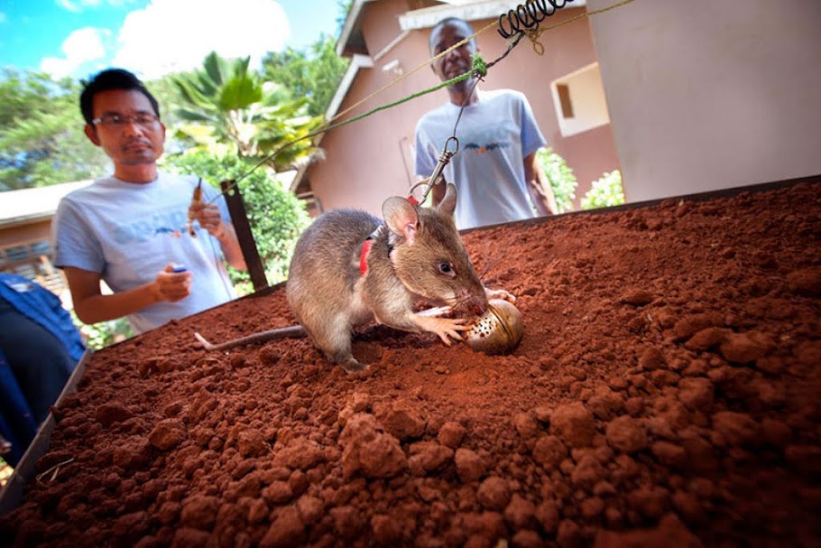 Herorats