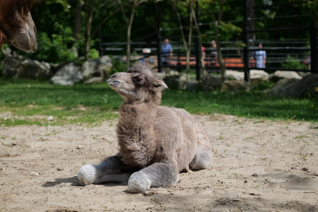V ZOO Bratislava sa narodilo mláďa ťavy Lesia
