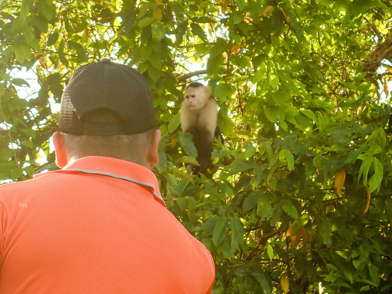 Gatun lake Capucins