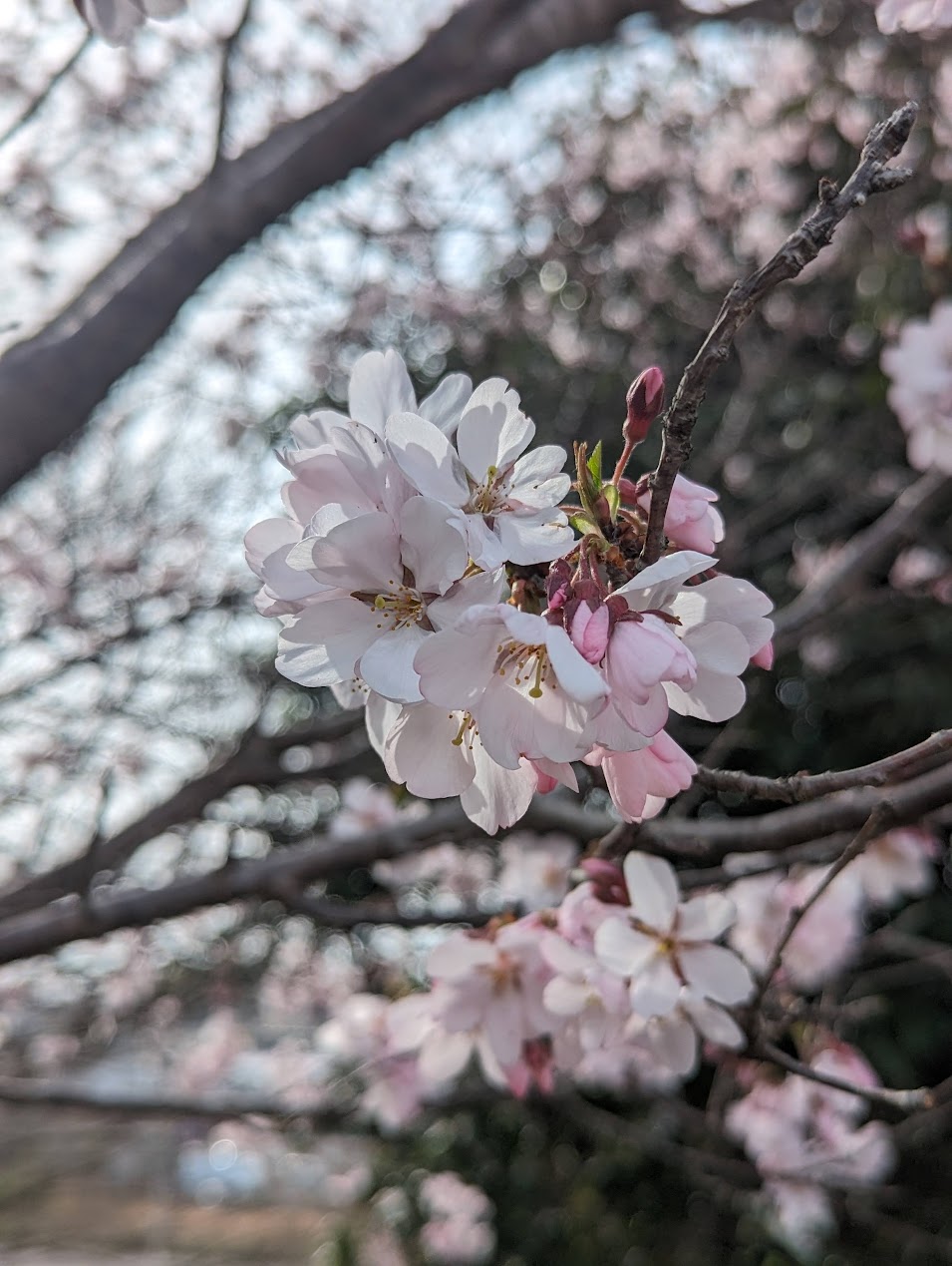 桜がいい感じでした。来週末は雨という予報なので、花見ができませんねぇ