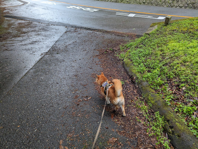 それはさておき、雨も上がったことだし歌垣山山頂に向けてレッツゴー！