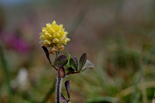 Trifolium campestre