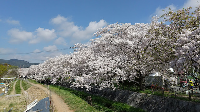 桜見てきた