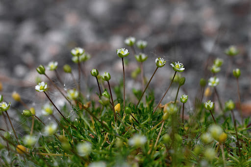 Sagina subulata