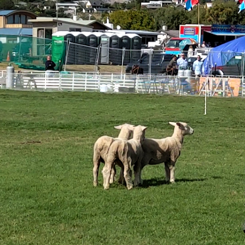 The Wanaka Show