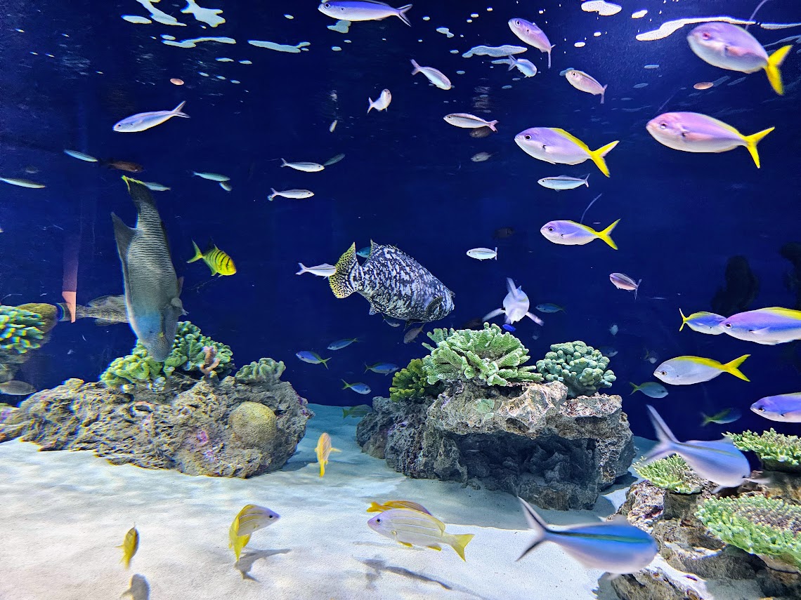 [旅遊]日本 福岡 觀賞獨特魅力的海洋生物 九州人氣景點 海