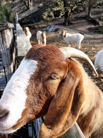 Arrowbelle Feed The Goats