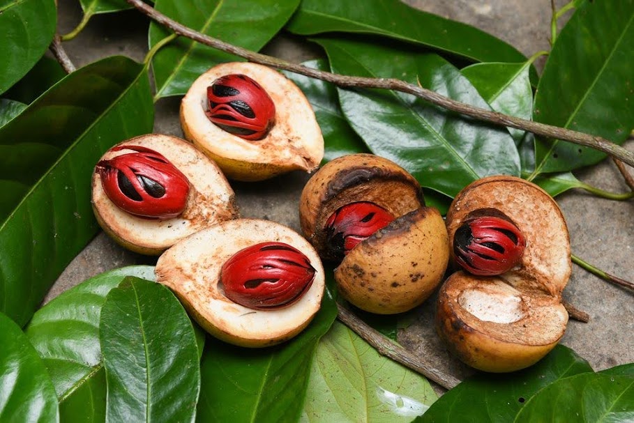 Fruta de noz-moscada recém-colhida. A cobertura vermelha é maça enquanto a semente é noz-moscada. 