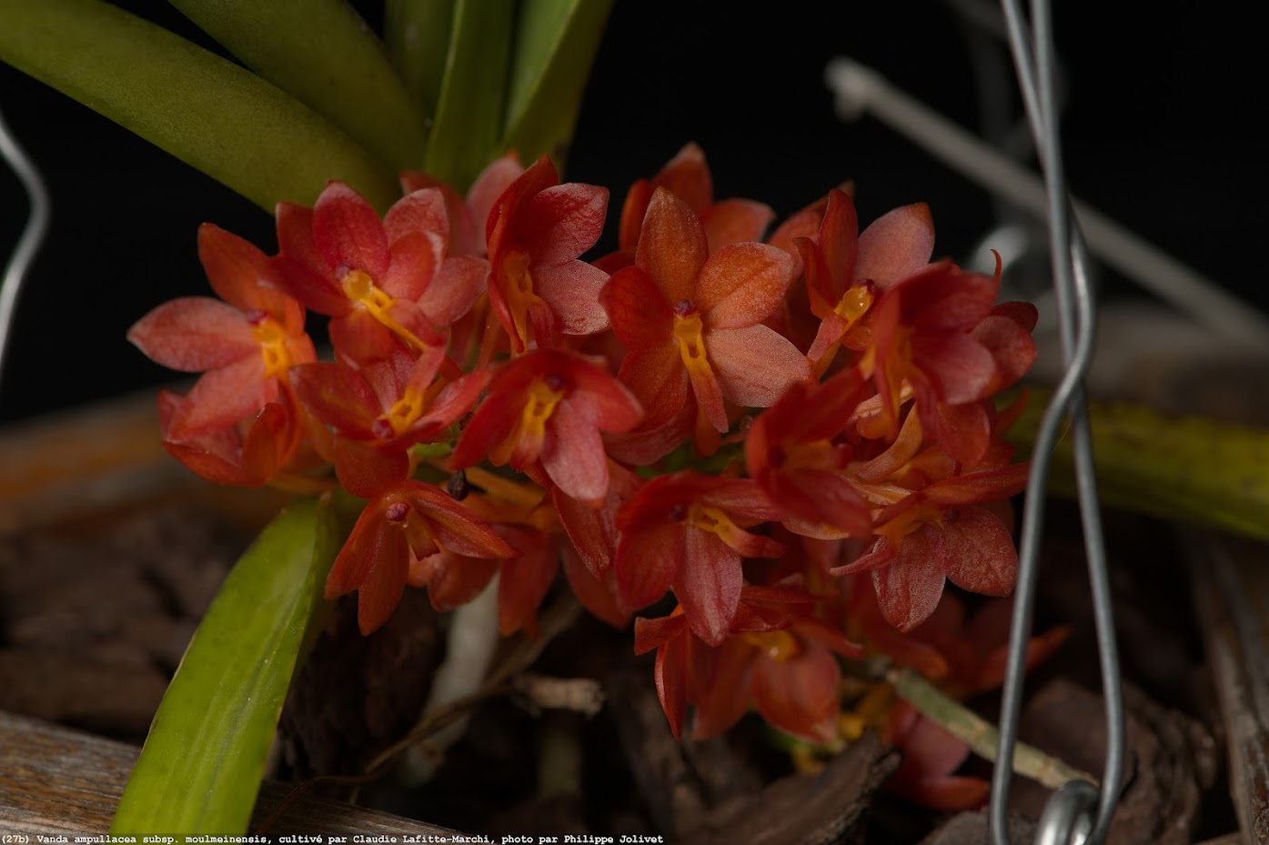 joyeux noel à tous - Les orchidées chez Cloo en 2024 - Page 8 AP1GczNq2tB5cQCudFj-O9beqkF64VFTCha7WQJ8-uvyJu8vW6l1hOc85XbGXJcGfymSbnZPBCuLTuAubeo1TpzByCK1NlCssd-PaZ4Ua1bFcMhcQ_eY47ZdKx056Vftw6AX9voj1Oxom5DpAUYtZTsos3pQ-w=w1395-h929-s-no-gm?authuser=0