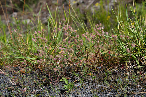 Trifolium arvense