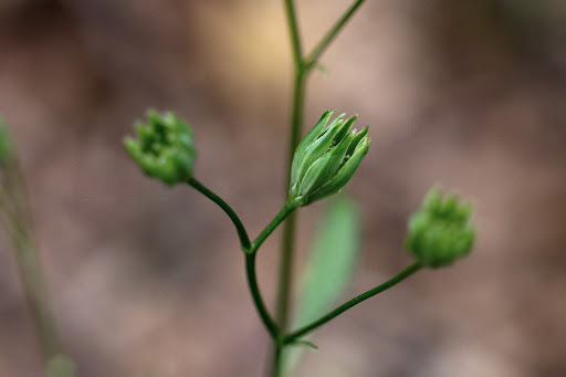 Lapsana communis