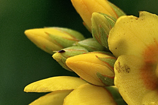 Lysimachia vulgaris