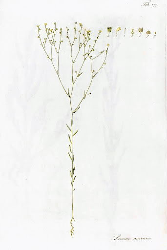 Linum trigynum