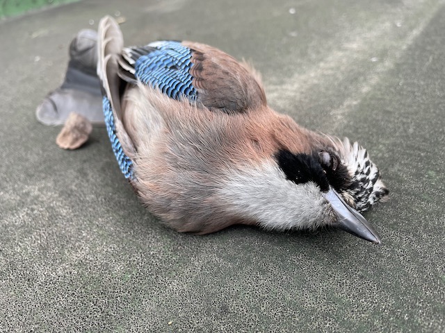 ほっと　野鳥