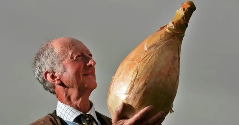 Peter Glazebrook com uma cebola gigante vencedora do prêmio Flor de Outono, que premia os maiores legumes, em Harrogate, na Inglaterra, em setembro de 2013.