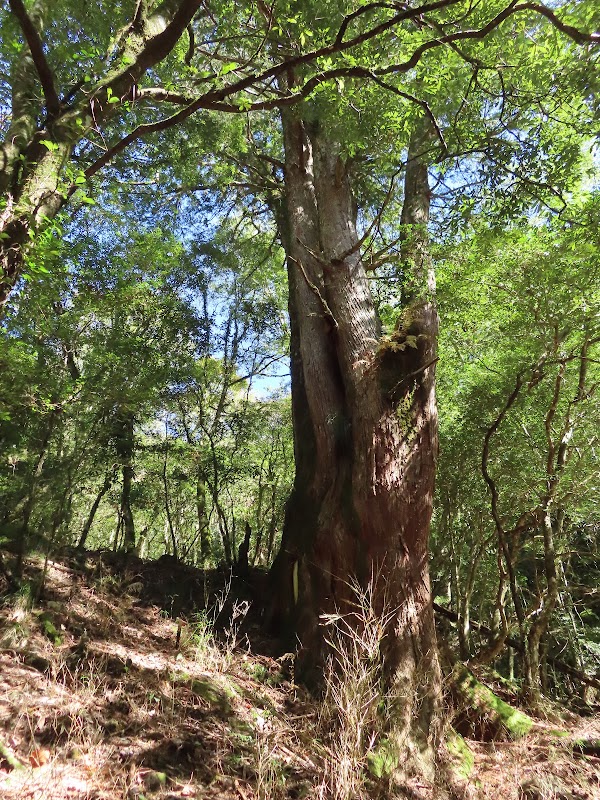 2023_新竹～霞喀羅古道~D2（霞喀羅大山~佐藤駐在所）*