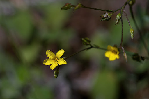 Linum trigynum