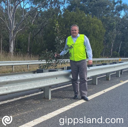 Gippsland East Nationals MP, Tim Bull, pictured next to a eucalyptus sapling over six foot tall, growing in between the centre barriers along the Princes Highway between Stratford and Bairnsdale