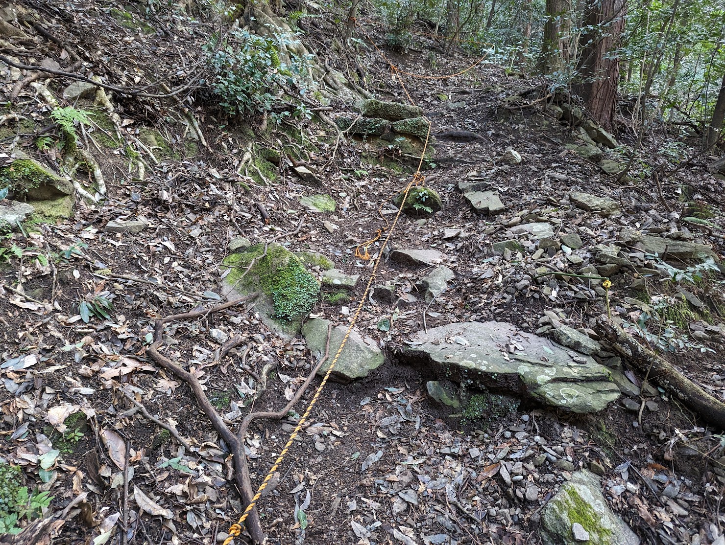 登山口から、直登の急激な坂で、一気に250mほど駆け上っていきます。