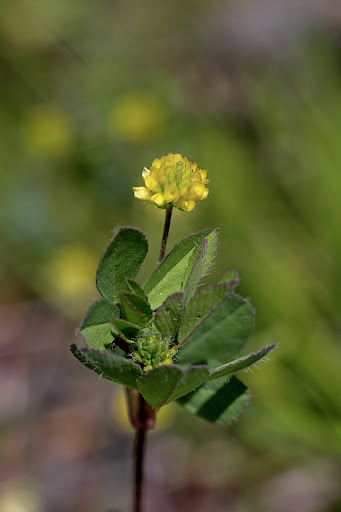 Trifolium dubium