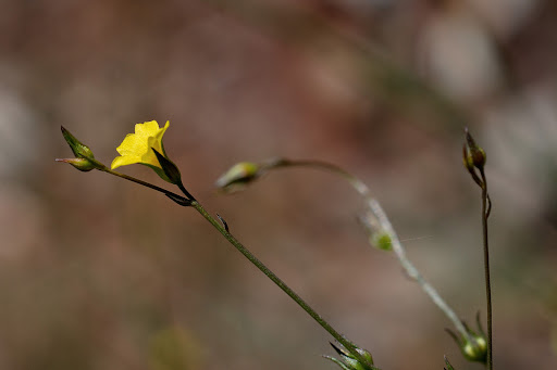 Linum trigynum