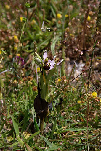 Ophrys apifera