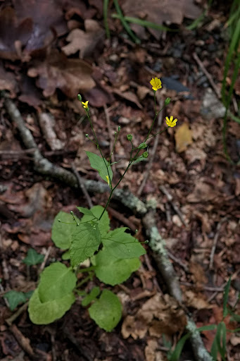 Lapsana communis