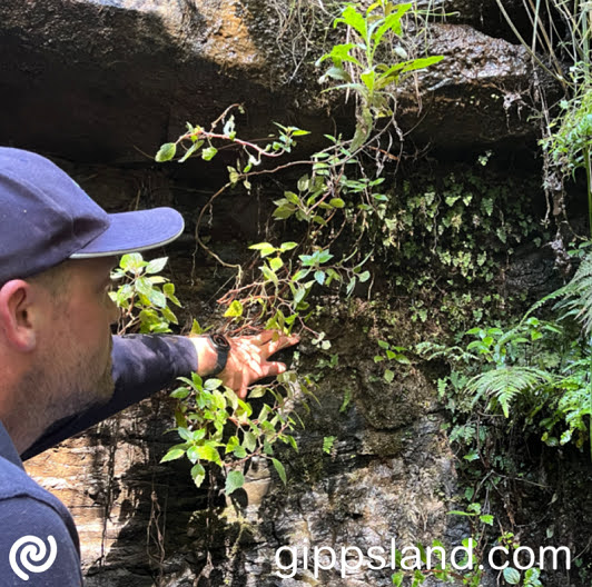 New findings of the Filmy Maidenhair fern will be added to the Victorian Biodiversity Atlas, enhancing conservation planning for the species