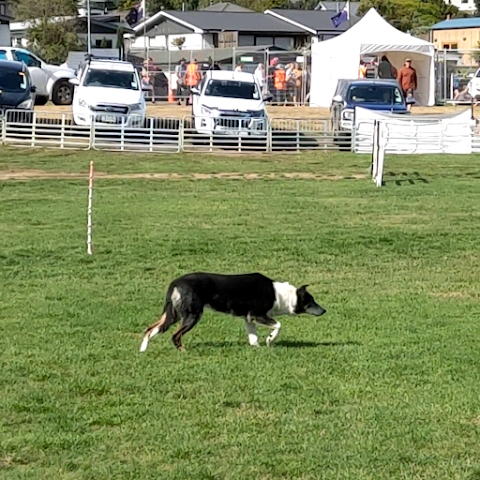 The Wanaka Show