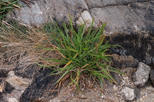 Plantago maritima