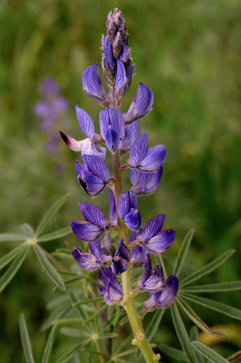 Lupinus angustifolius