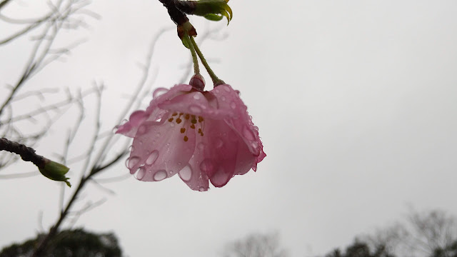 お墓の桜が