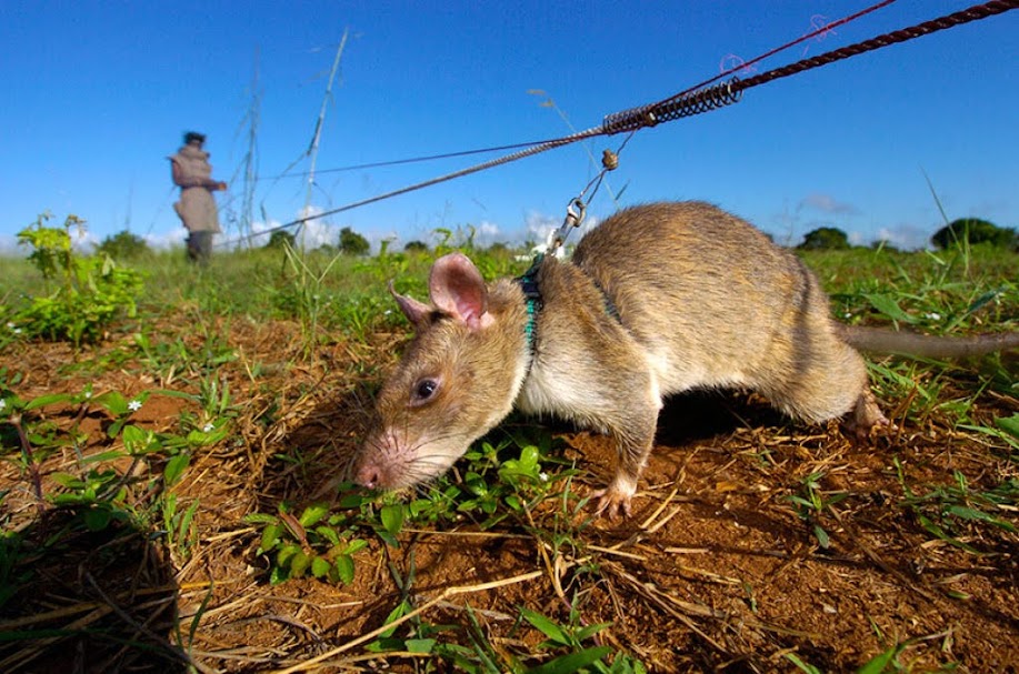 Herorats