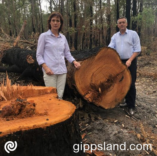 The Victorian government's halt on native timber harvesting public land hasn't updated planning provisions. Council anticipates legal challenges due to strong community opinions